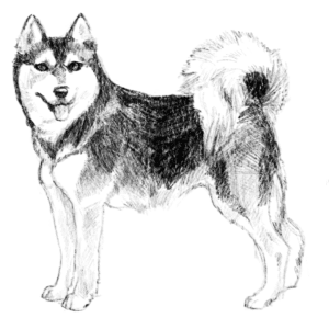 Alaskan Klee Kai Shedding A Guide to Managing Your Pets Fur
