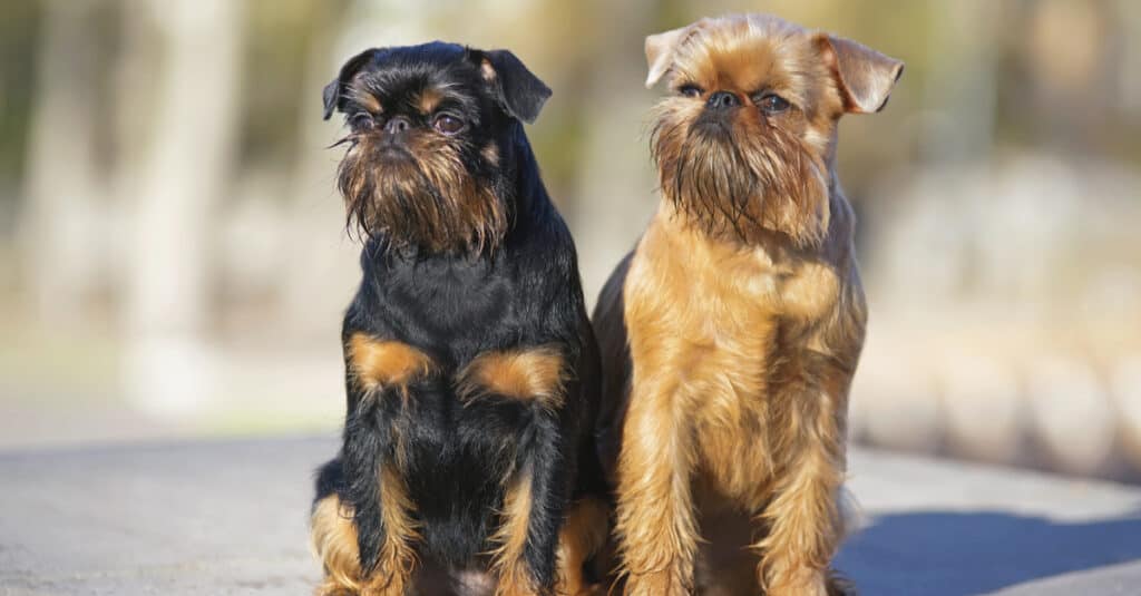 Brussels Griffon vs Affenpinscher A Comprehensive Comparison of Two Charming Toy Breeds