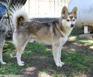 Finding Your Furry Friend A Guide to alaskan Klee Kai Adoption