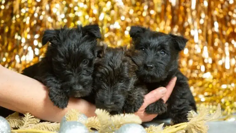 A Direct to Inviting Affenpinscher Puppies into Your Life