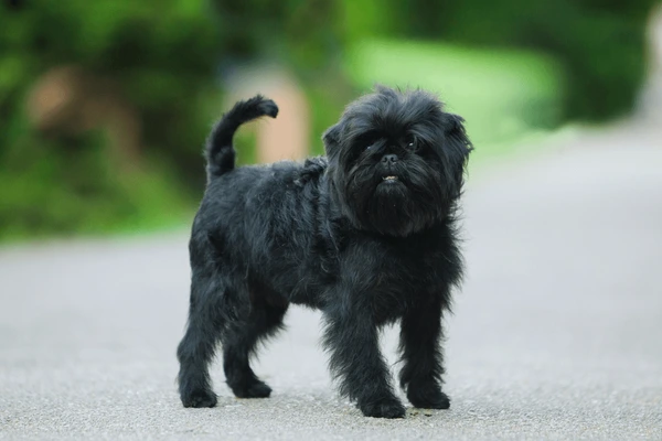 Affenpinscher rescue 2024