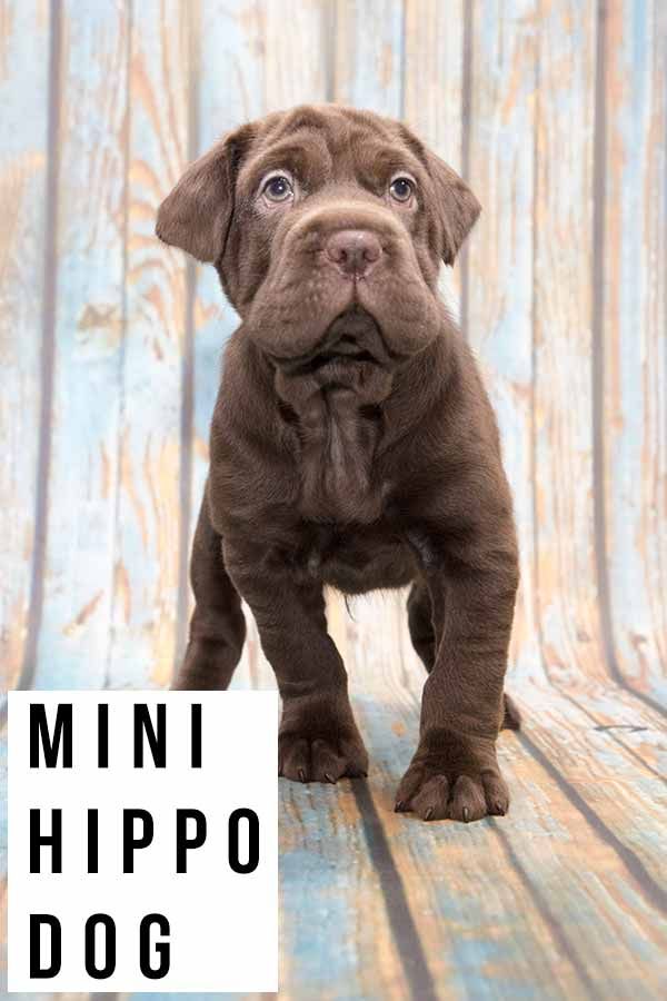 Mini Hippo Dogs The Perfect Blend of Cuddles and Curiosity