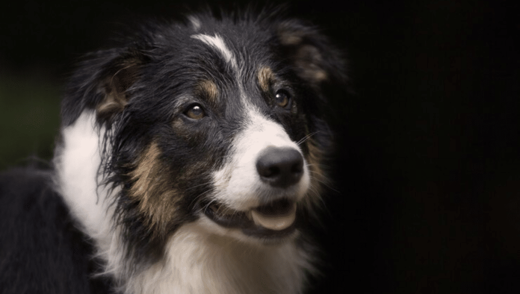 The Miniature Border Collie: A Little Dog With a Big Personality