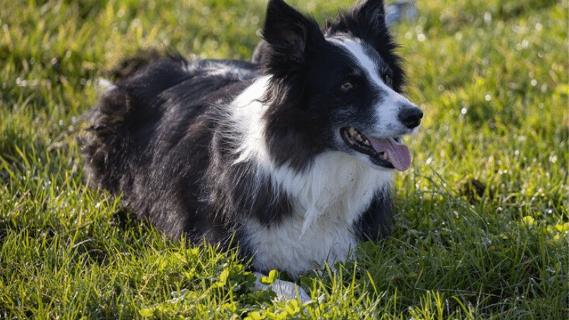 The Miniature Border Collie: A Little Dog With a Big Personality