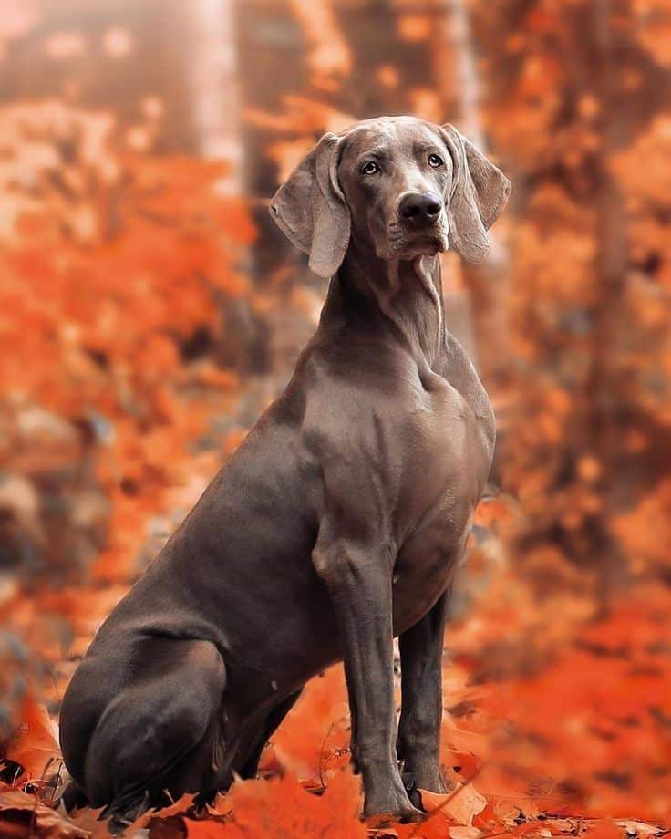 Your Guide to Grey Dogs Unveiling 25 Top Grey Breed Dogs