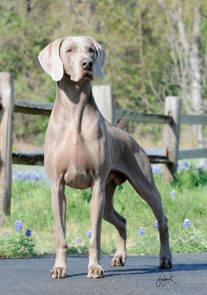 Your Guide to Grey Dogs Unveiling 25 Top Grey Breed Dogs
