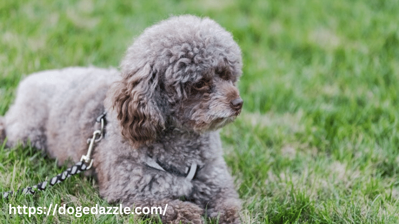 The Cutest Poodle Mixes for Small Dog Lovers